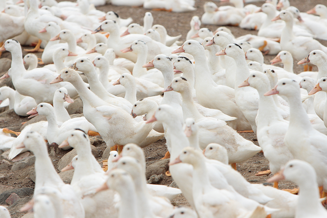 Bem-estar animal: “Bonjour” aos patos
