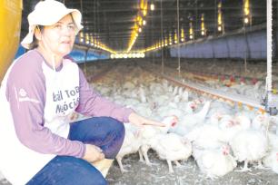 Criadores de frango do PR questionam demora na retirada das aves para o abate