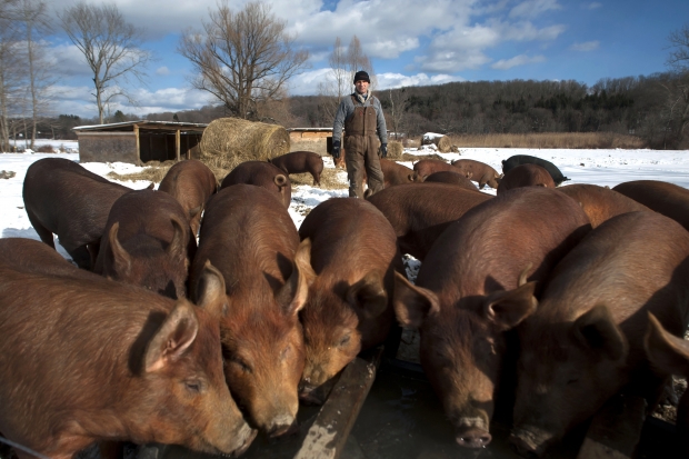 Suínos criados ao ar livre ganham mercado nos EUA