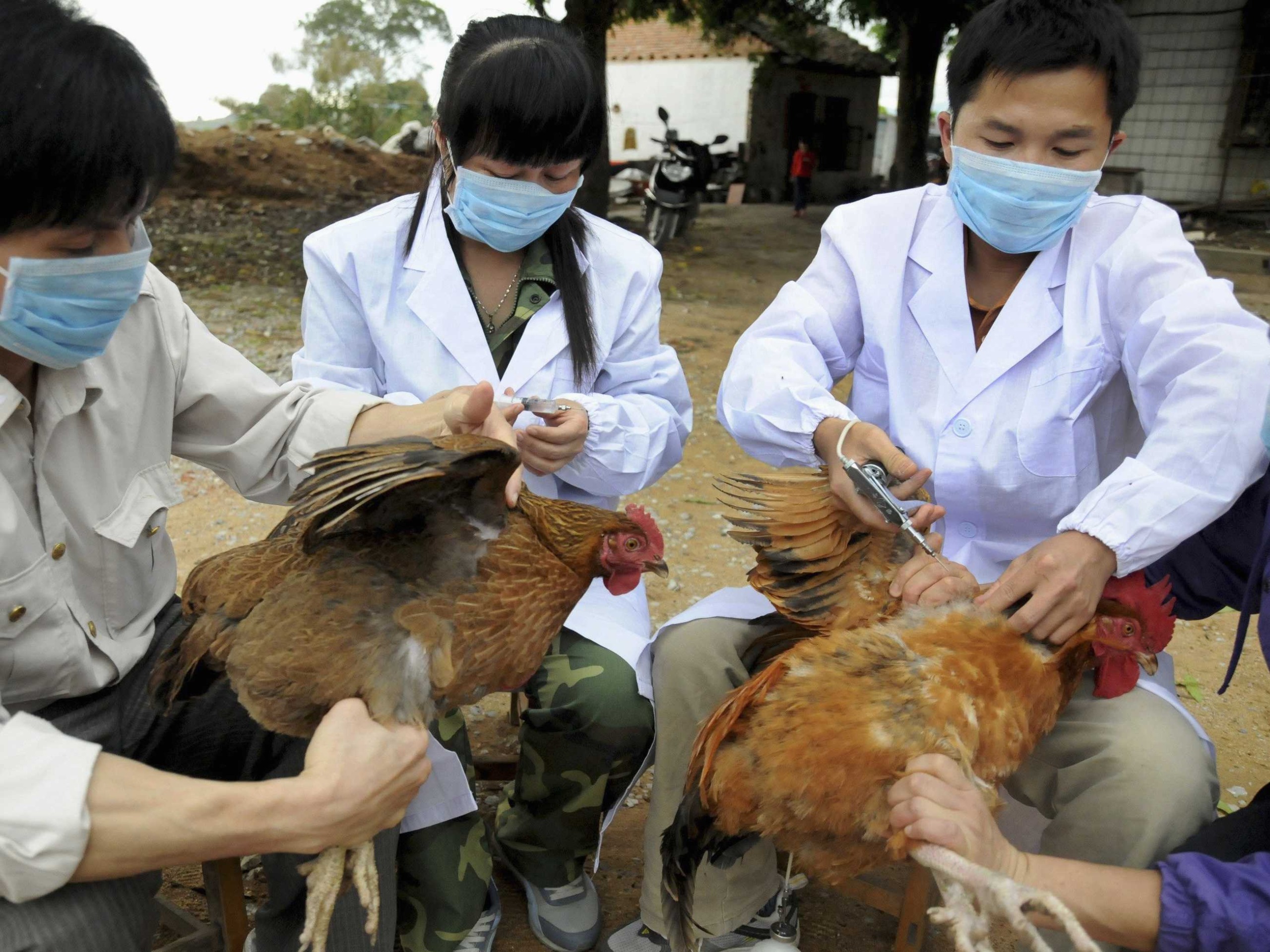 Nova cepa do vírus da gripe aviária agora já contamina seres humanos