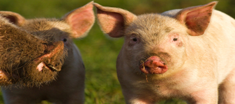 Suíno vivo ultrapassa o valor de R$ 4,00 por quilo em São Paulo