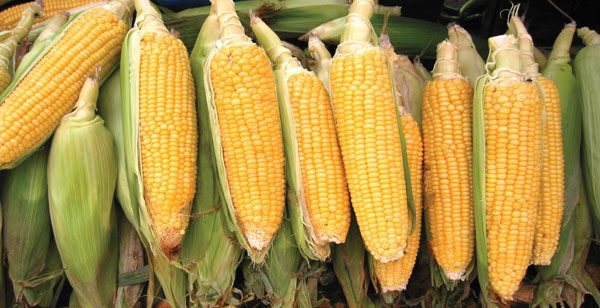 Rússia não deve alterar regras de exportações de grãos