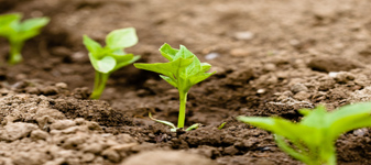 Pecuária e biocombustíveis ultrapassam produção agrícola, diz FAO