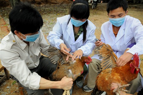 FAO descarta  transmissão de humanos para animais de gripe aviária A (H7N9)