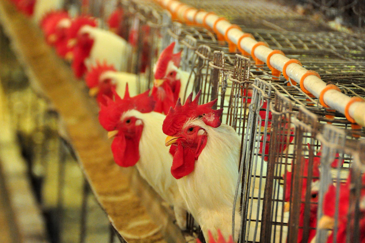 Produtores paranaenses aproveitam preço do frango para ampliar negócios