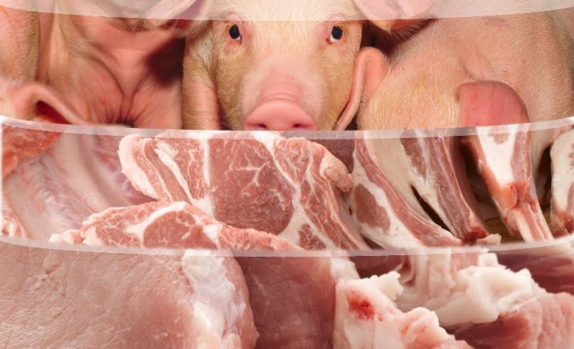 Acre é livre de peste suína clássica e pode exportar carne suína