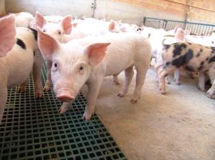 Estabilidade no preço do suíno gaúcho e paulista