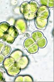 Microalgas: nova alternativa para a produção de biocombustíveis