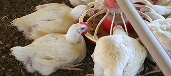 Minerais orgânicos: solução rentável para a nutrição animal