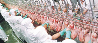 Setor avícola paranaense quer ganhar mercado muçulmano