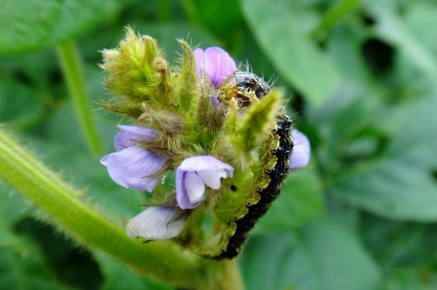 Justiça libera uso de benzoato em Mato Grosso
