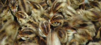 Nicarbazina dizima plantel de codornas no interior de São Paulo