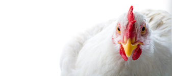 Geraldo Alckimin e Arnaldo Jardim lançam Guia de Trânsito Animal eletrônica para aves vivas e ovos férteis