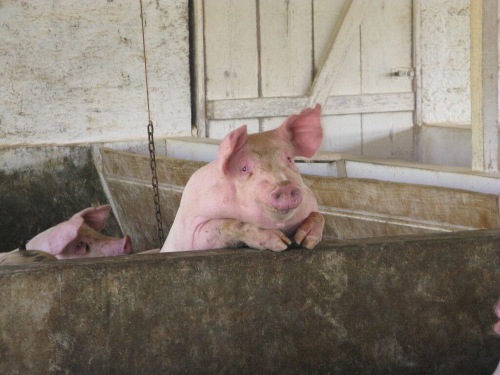 Preço pago pelo quilo do suíno vivo sobe no Rio Grande do Sul e em São Paulo