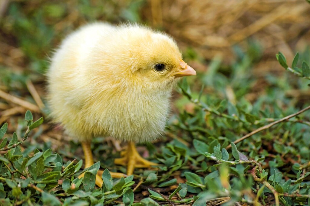 Ministério da Agricultura discute projeto de compartimentação de aves