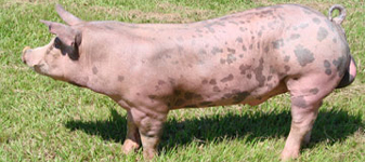 Brasil em alerta com doença de suíno nos EUA