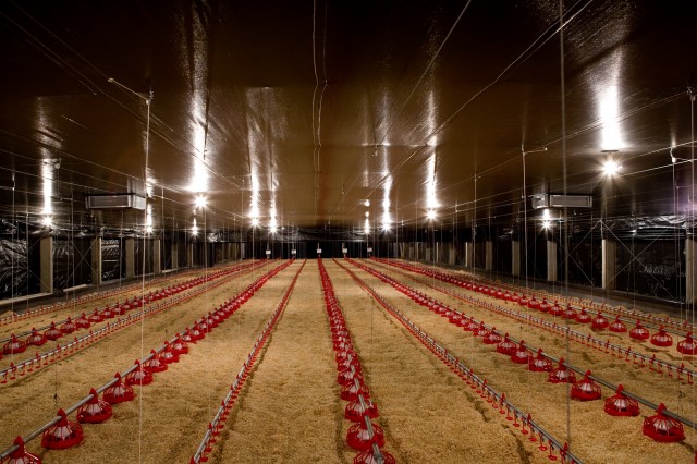 Avivar garante habilitação para exportação e apoia investimentos em aviários dark house