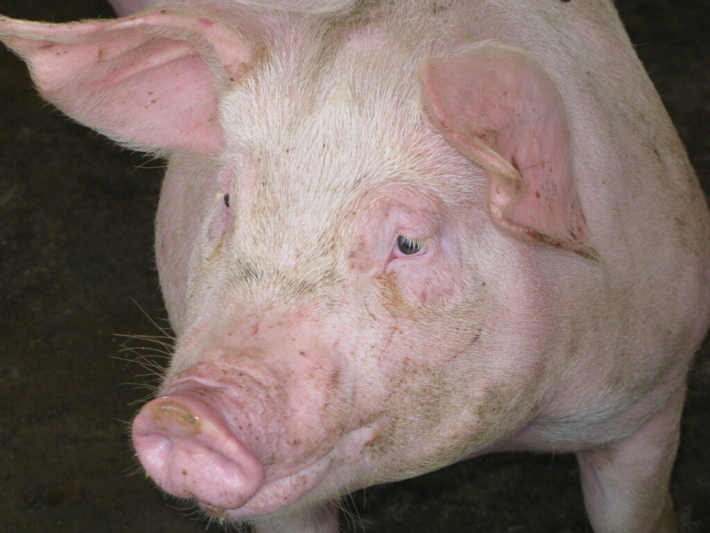 JBS dobrará abate de suínos em Seara (SC)