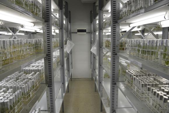 Embrapa completa 41 anos e inaugura maior banco genético da América Latina