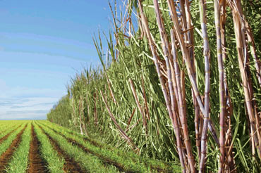 Brasil e Alemanha: Cana atrai pesquisas em bioeconomia