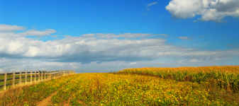 Adoção de biotecnologia beneficia meio ambiente e agricultores