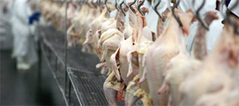 Registrada maior diferença entre o preço do dianteiro bovino e do frango no atacado desde o início do Plano Real