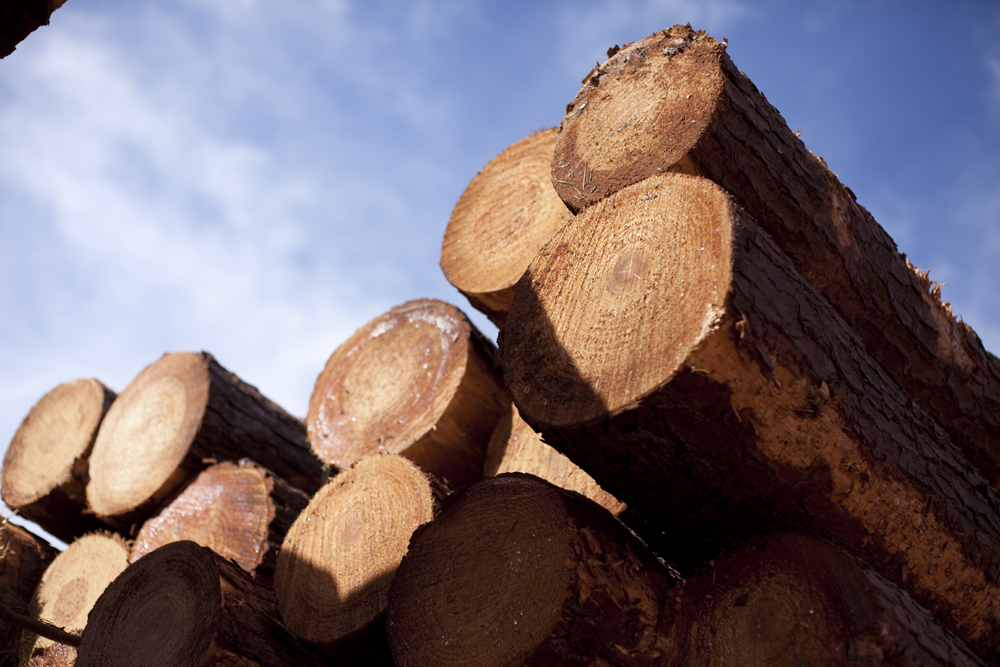 Pré-sal da biomassa’ deve tornar país competitivo, diz físico da USP