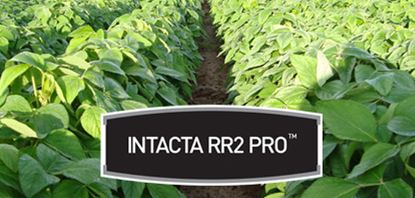 Indústrias enxergam dificuldades para a comercialização da soja Intacta na safra 2015