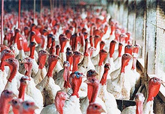 Gripe aviária em Minnesota (EUA): 14 casos confirmados