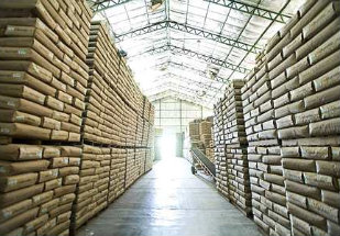 Conab oferta mais 150 mil toneladas de milho no próximo dia 16