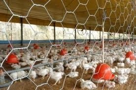 Granjas têm novas regras para obterem certificação