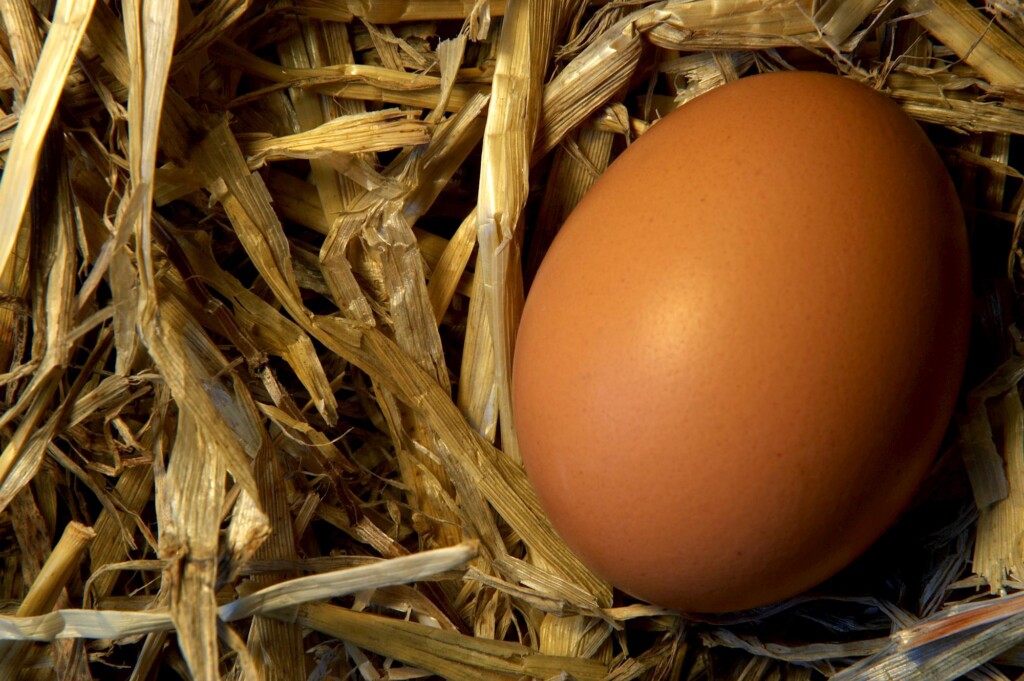 Média do preço dos ovos de agosto está até 12% maior que há um ano