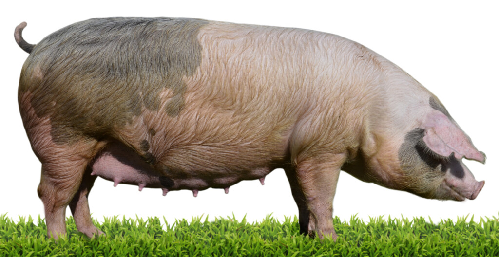 Embrapa Suínos e Aves apresenta a fêmea MO25C durante a FIPPPA 2015