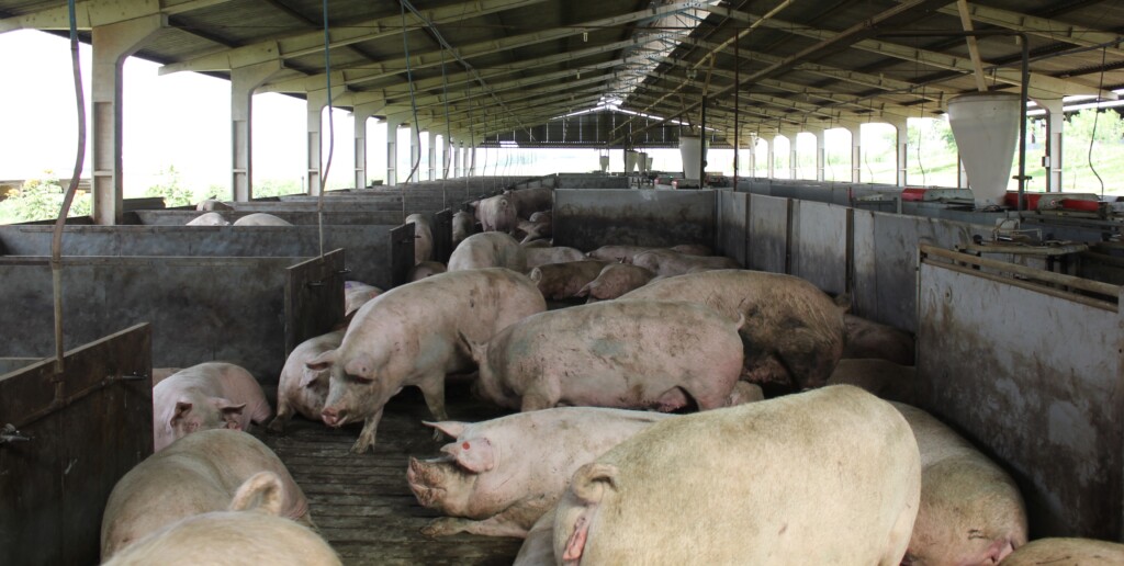 Gestação coletiva aumenta competitividade da cadeia de suínos
