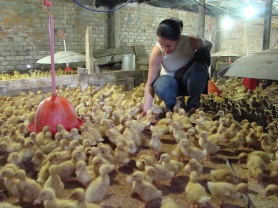 Pequenos produtores de SC trocam a criação de frango pela de marreco