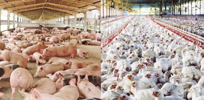 Lei da integração garante equilíbrio e transparência entre produtor e indústria