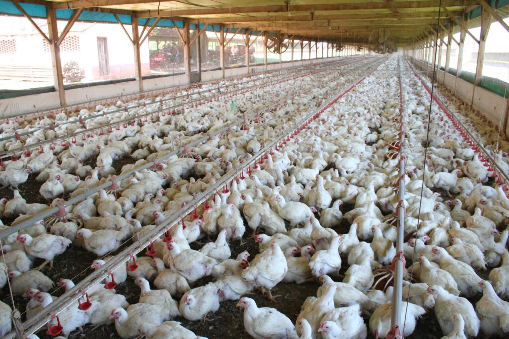 Ministério da Agricultura aponta que valor bruto da produção do frango continua negativo