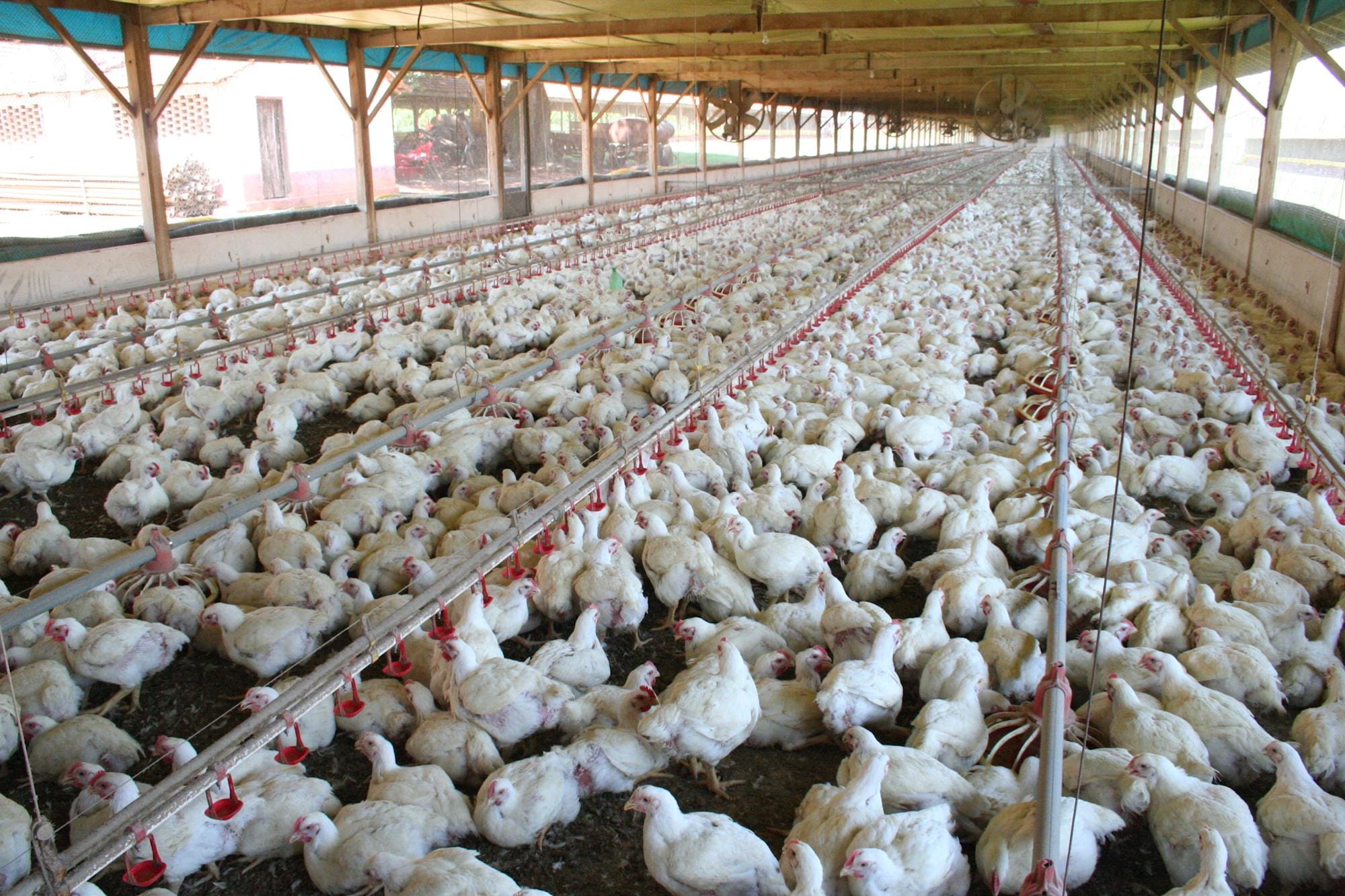 Criadores de frango do PR investem em novos aviários e equipamentos