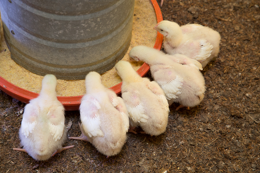 XII Simpósio Goiano de Avicultura reúne lideranças avícolas nos dias 18 e 19 de junho