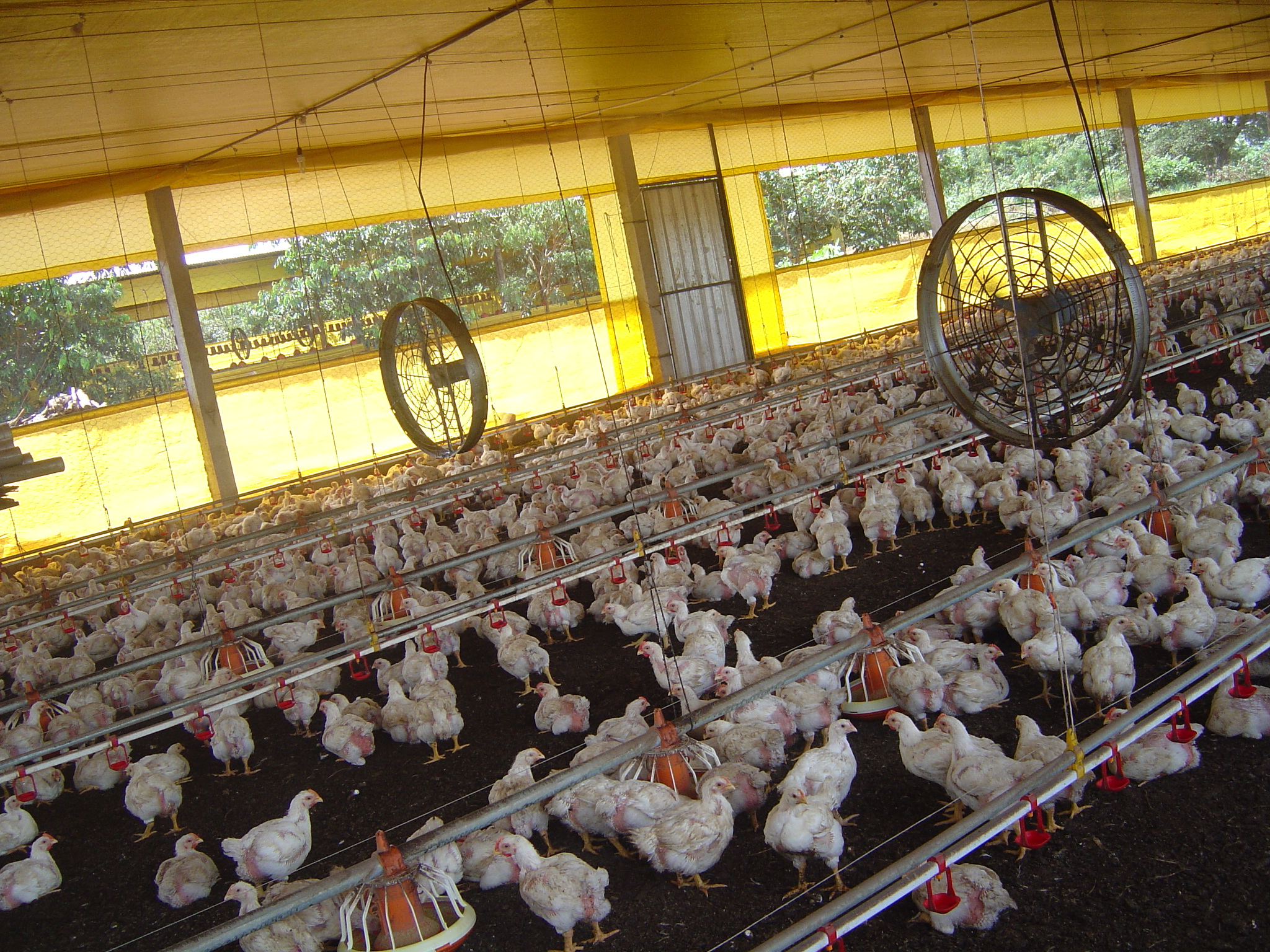 Empresa ‘Frango São Miguel’ é modelo para futuros empreendedores