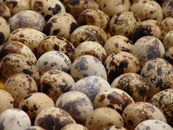 Proteínas indicam condições sanitárias de ovos de codorna