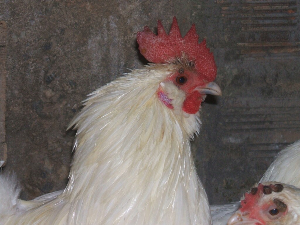 Avanços no combate à enterite necrótica em frangos nos EUA