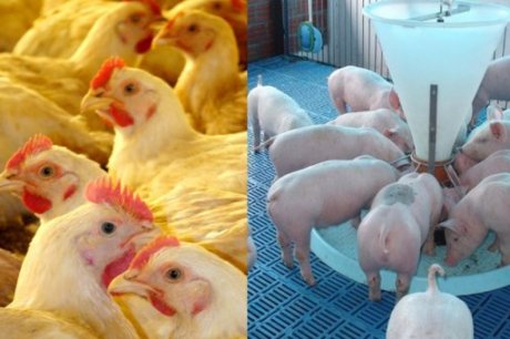 Avicultura e suinocultura ganham competitividade com PDA, diz ABPA