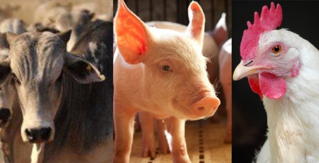 Investir em bem-estar animal traz benefícios econômicos