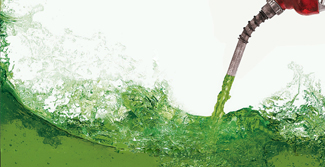 Microalgas decompõem dejetos suínos e geram biodiesel