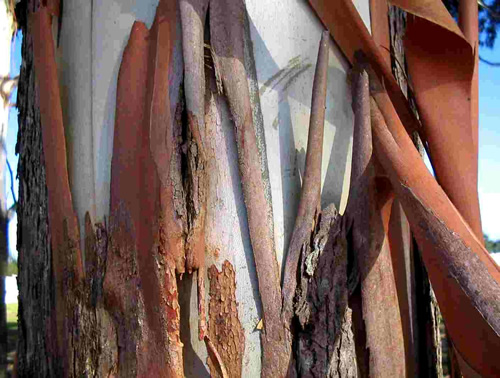 Fábricas de celulose venderão energia suficiente para abastecer 1,3 mi de pessoas