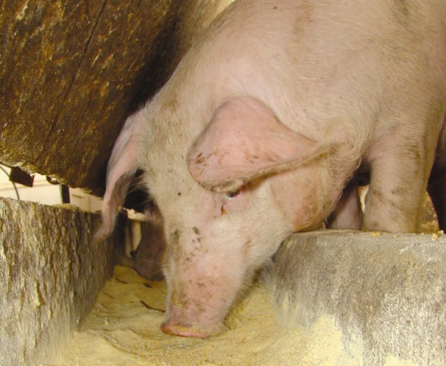 USP e Embrapa calculam custo do manejo de dejetos e da água na suinocultura