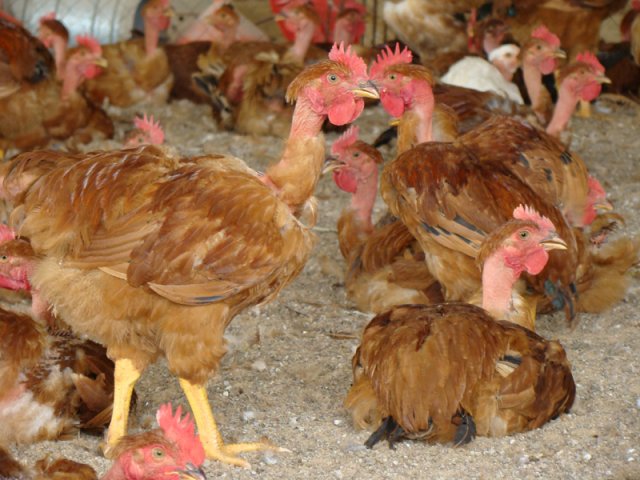 Frango caipira do Paraná conquista paladar muçulmano