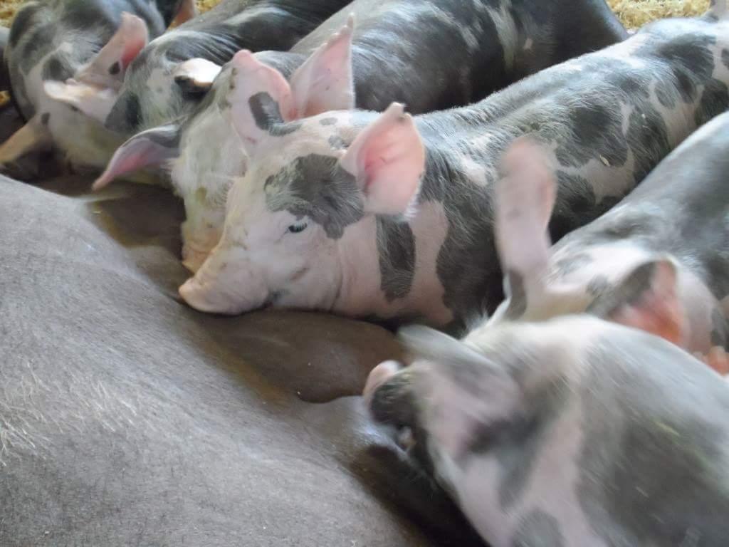 Do interior do Paraná, Granja Peru de Suínos conquista o mercado nacional com genética de reprodução
