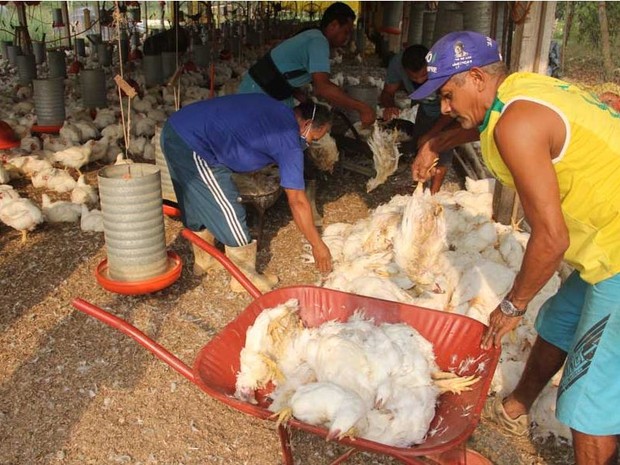 No Acre, apagões causam morte de 12 mil frangos e prejuízo de R$ 134 mil